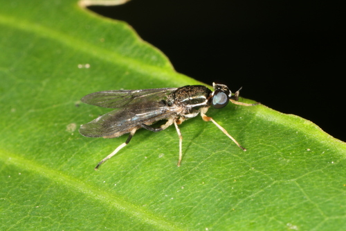 Merosargus gracilis