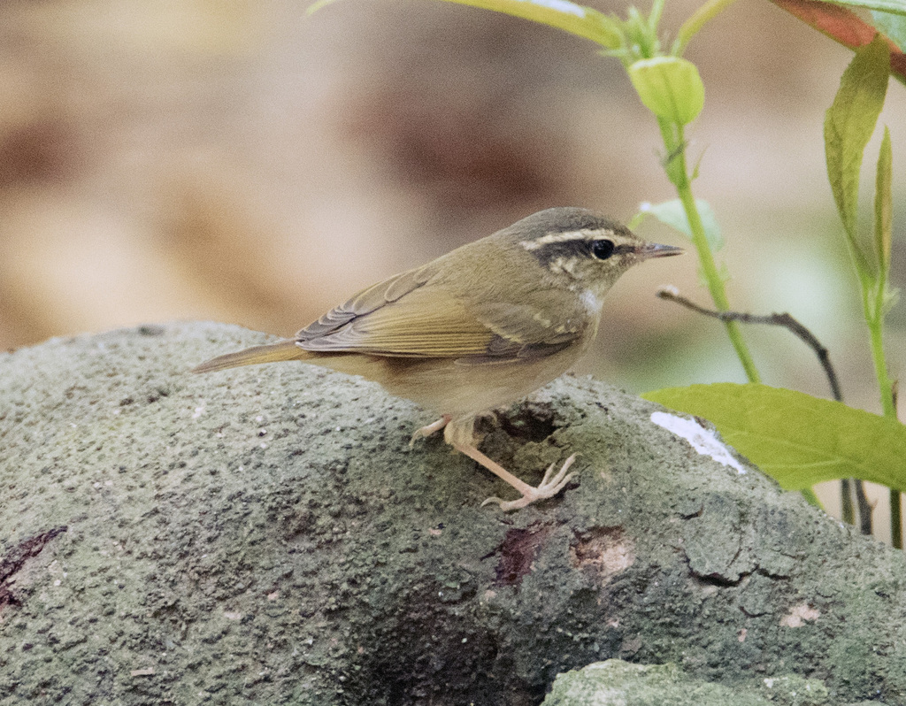 Pale-Legged Leaf Warbler