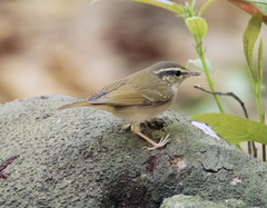 Pale-Legged Leaf Warbler photo 1