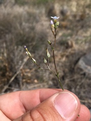 Gilia mexicana