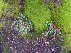 Cardamine douglassii