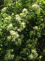 Neviusia alabamensis