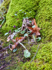 Cardamine douglassii