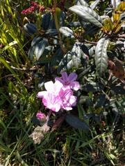Sidalcea malviflora