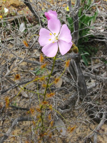 Drosera neesii (Drosera neesii)