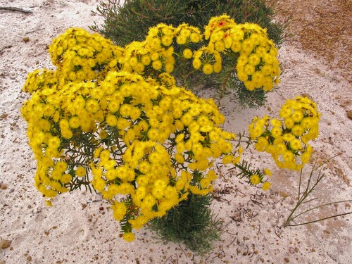 Image of Verticordia nobilis by (c) Gail A Baker, some rights reserved (CC BY)