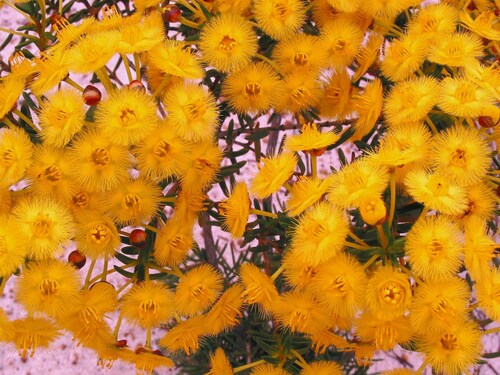 Image of Verticordia nobilis by (c) Gail A Baker, some rights reserved (CC BY)