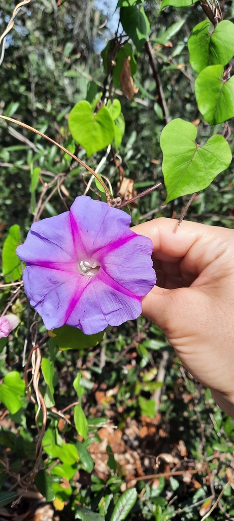 morning-glories from Observation Tower, Hypoluxo, FL 33462, USA by ...