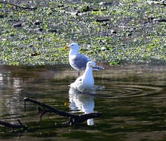 Larus glaucescens × occidentalis