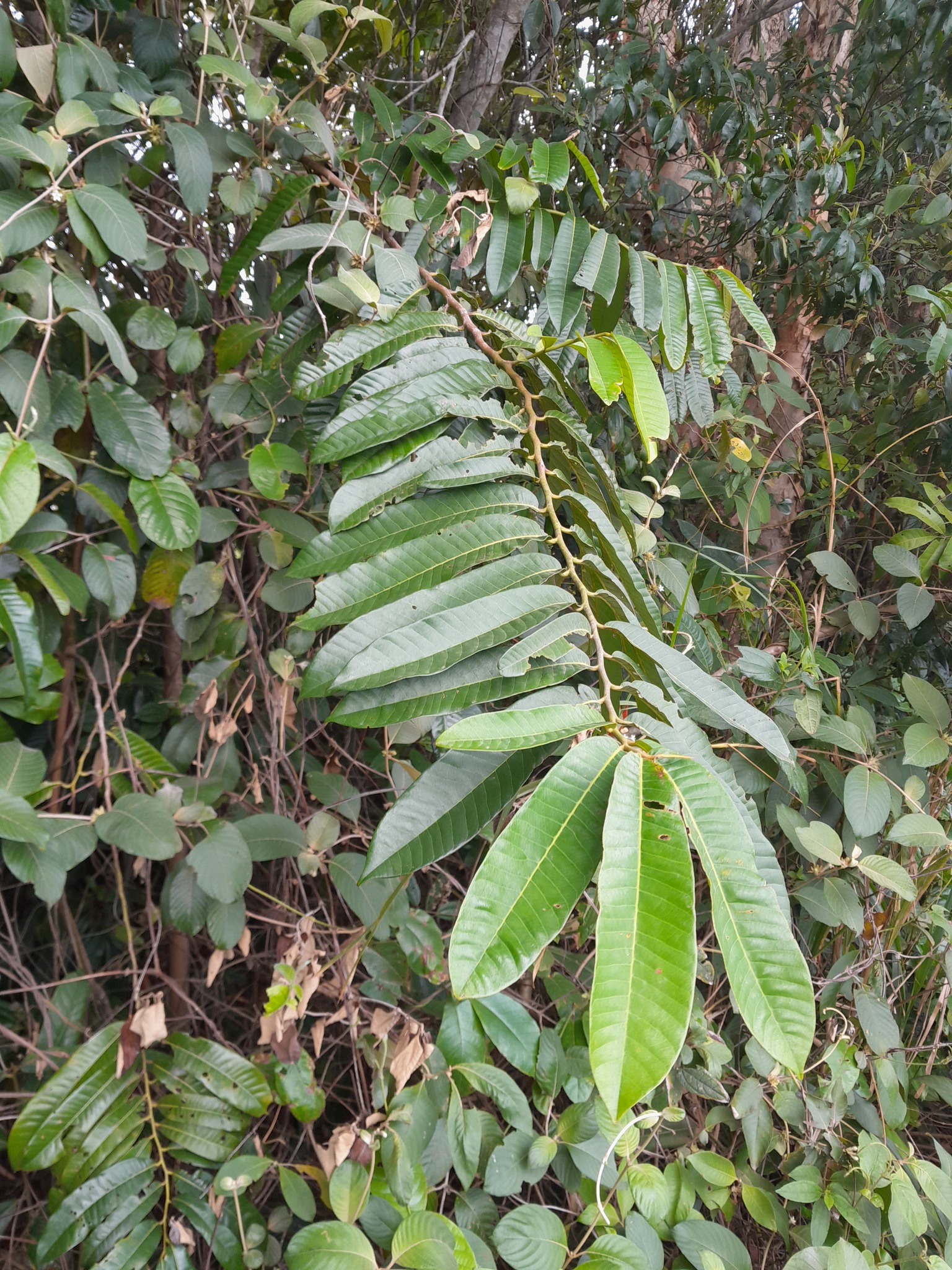 Imagem de Ucuuba
