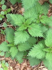 Urtica chamaedryoides