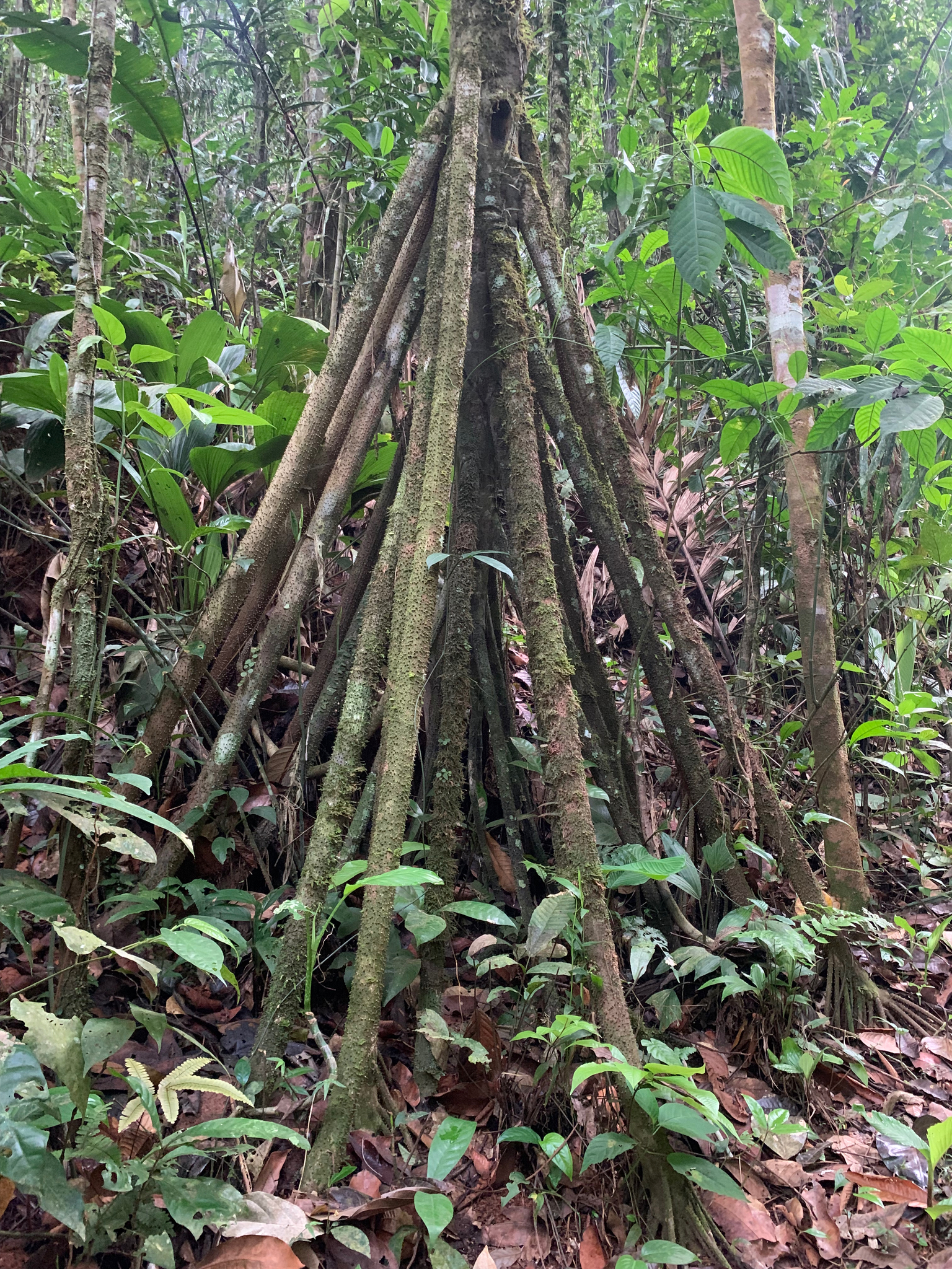 Imagem de Palmeira-rabo-de-peixe