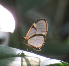 Episcada hymenaea hymenaea