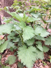 Urtica chamaedryoides