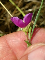 Clarkia affinis