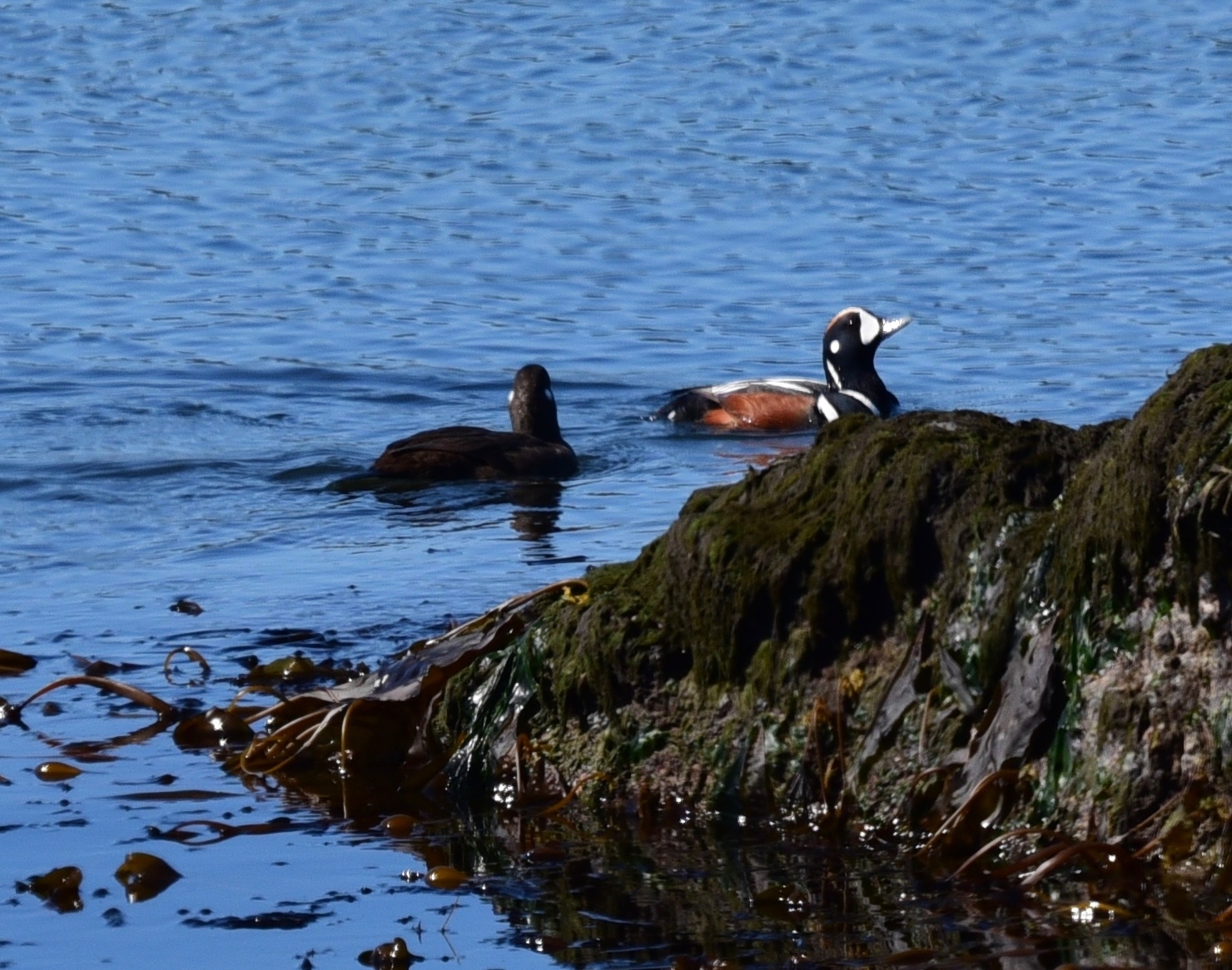 Harlequin Duck