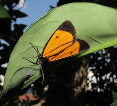 Paratype univitta