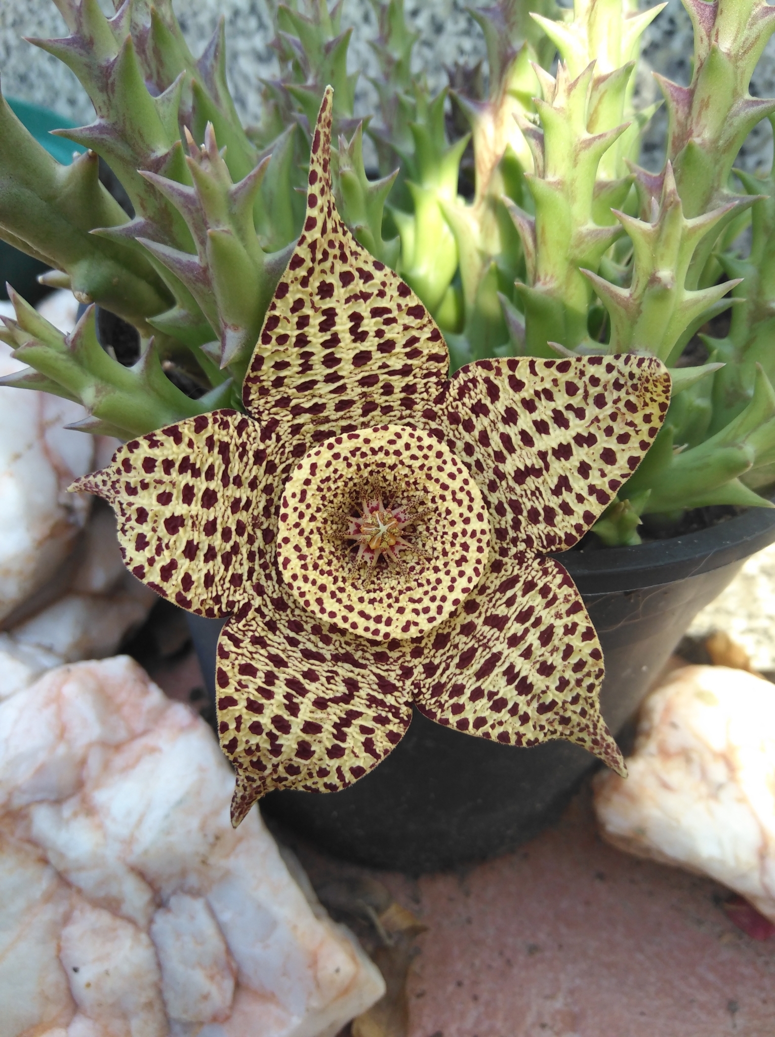 Stapelia orbicularis Andrews