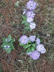 Primula denticulata