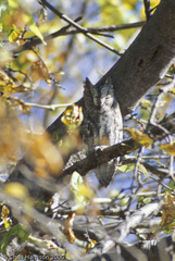 Otus senegalensis