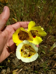 Calochortus superbus