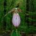 Pink Lady's Slipper - Photo (c) Michael J. Papay, some rights reserved (CC BY), uploaded by Michael J. Papay