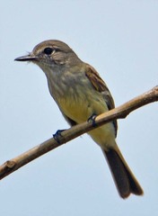 Ramphotrigon flammulatum