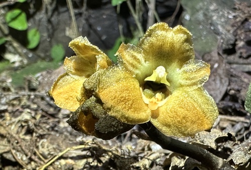 Gastrodia shimizuana iNat (1)