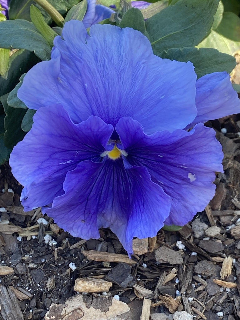 garden pansy from State University Perimeter College’s