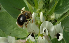 Xylocopa cantabrita