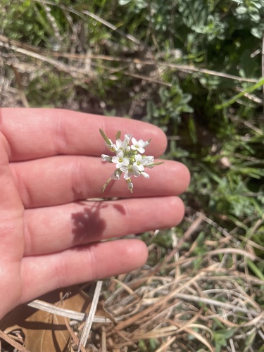 Tomostima cuneifolia, photograph 2