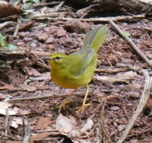 Flavescent Warbler (Myiothlypis flaveola), photo 8