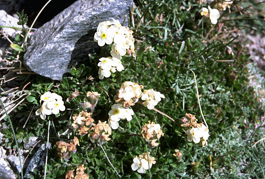 Androsace flavescens