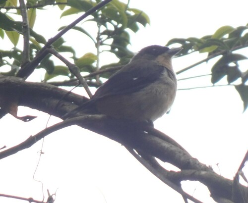 Black-goggled Tanager (Trichothraupis melanops), photo 9