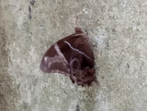 Photo of Bamboo Treebrown (Lethe europa)