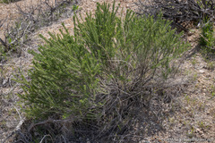 Tetradymia glabrata