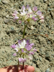 Lophioprason