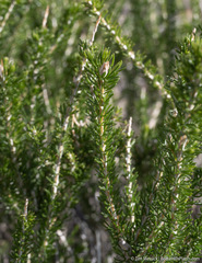 Tetradymia glabrata