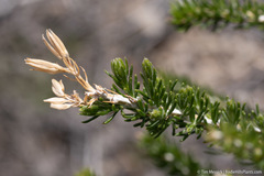 Tetradymia glabrata