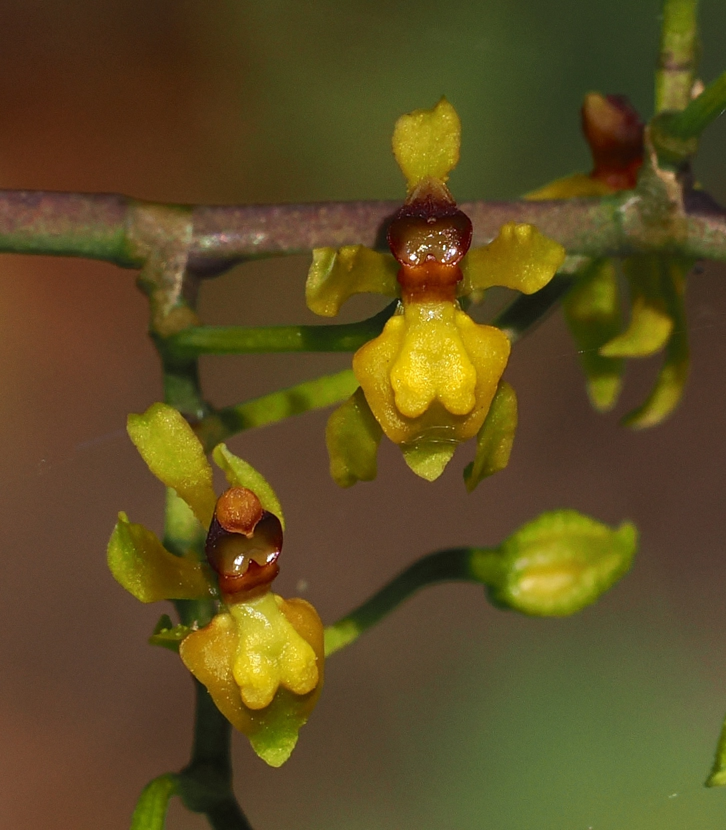Cyrtochilum murinum (Rchb.f.) Kraenzl. 4