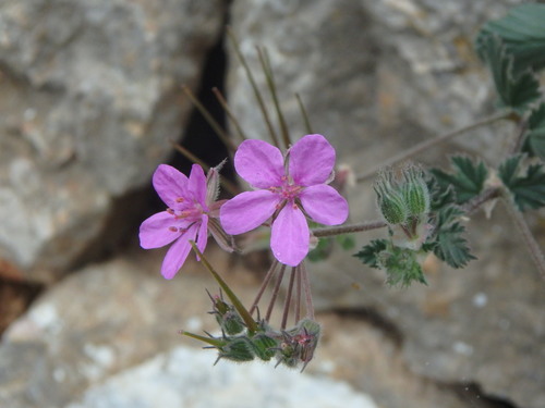Mediterranean stork's bill (Erodium malacoides)