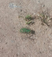 Cicindela ohlone