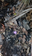 Pseuderanthemum praecox