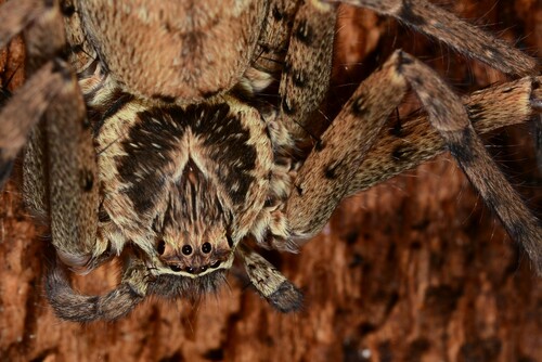 Pantropical Huntsman Spider, Berlin-Bezirk Lichtenberg, Deutschland, photo 10 of 10