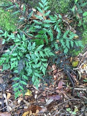 Asplenium appendiculatum