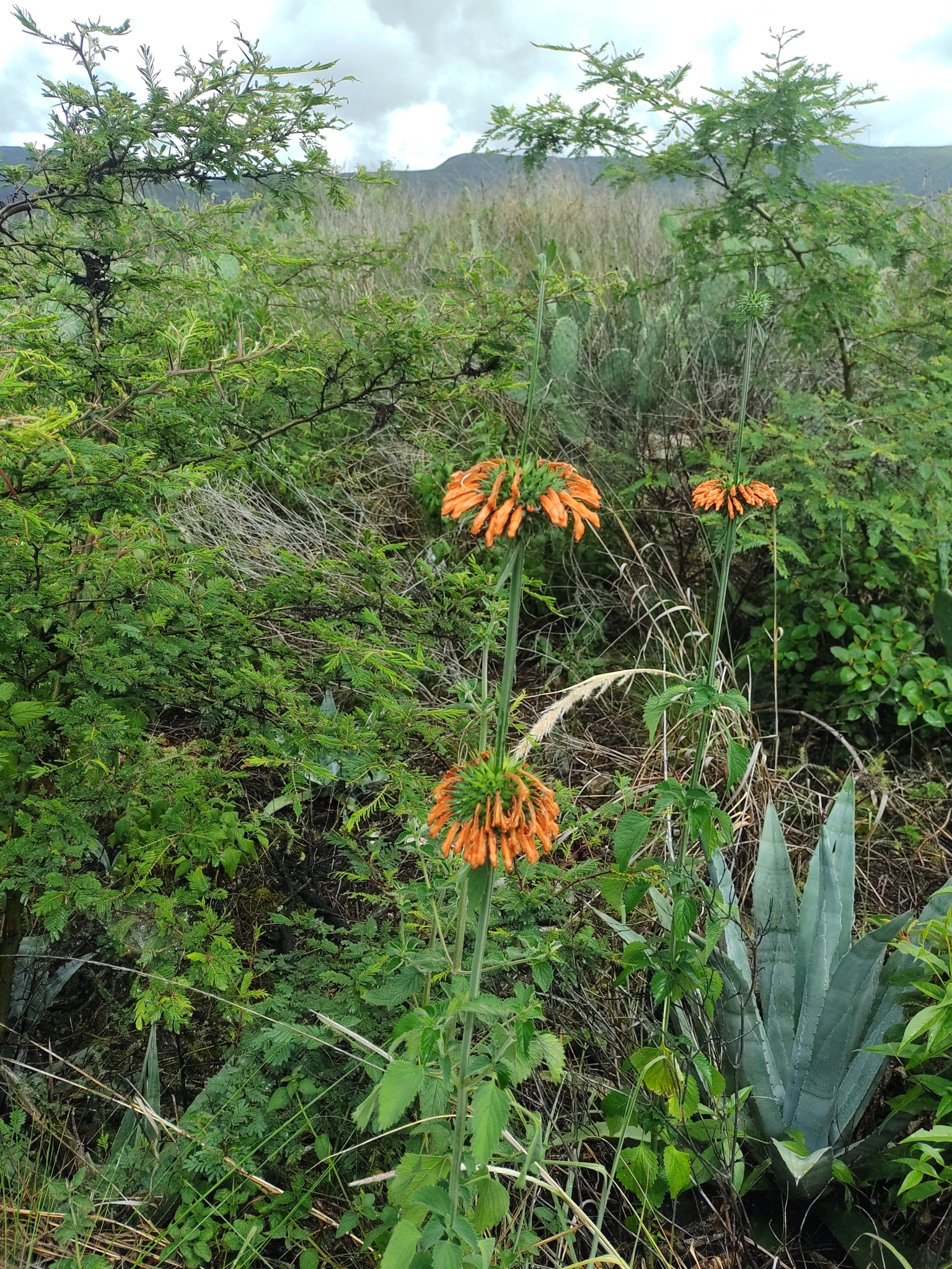 Leonotis nepetifolia image