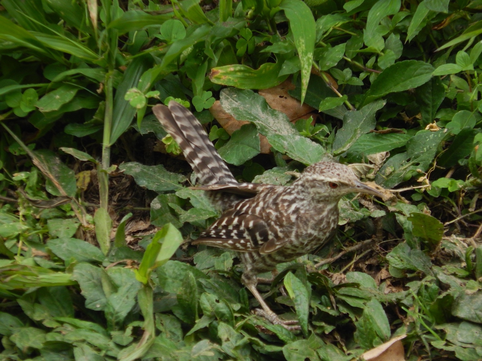 Campylorhynchus image