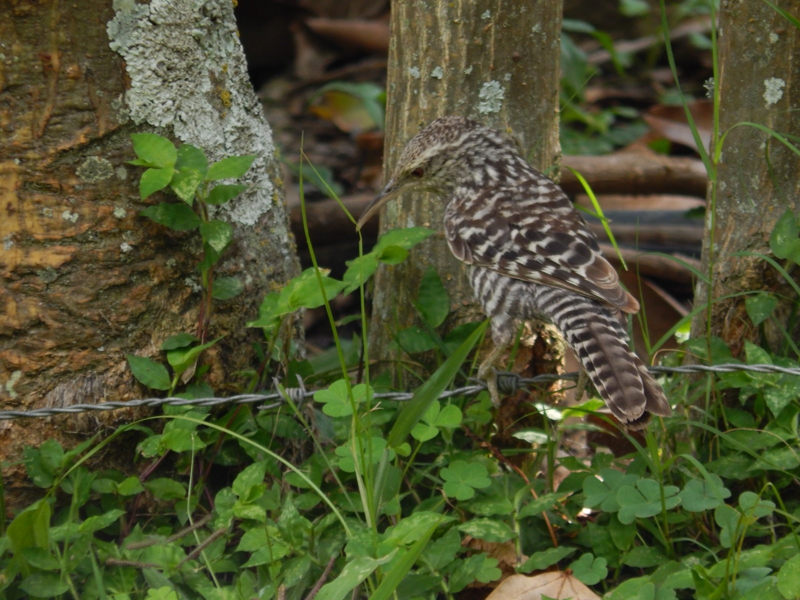 Campylorhynchus fasciatus image
