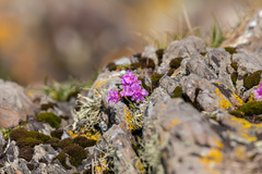 Armeria maritima maritima