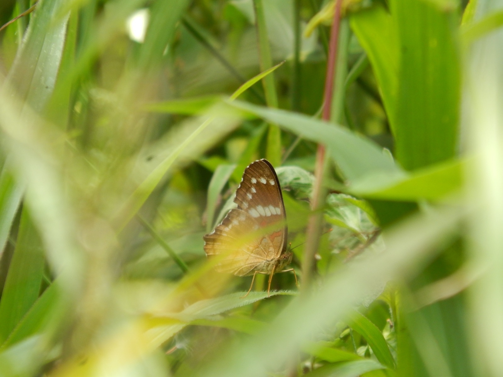 Anartia amathea image